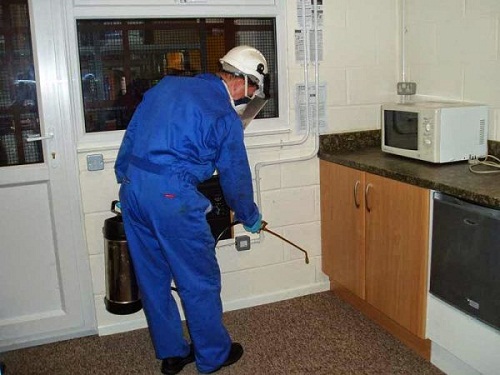 pest_control_service_kitchen-e1545248458314